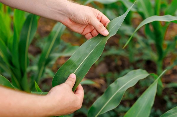 Quelles les meilleures techniques d'irrigation ancestrales ?