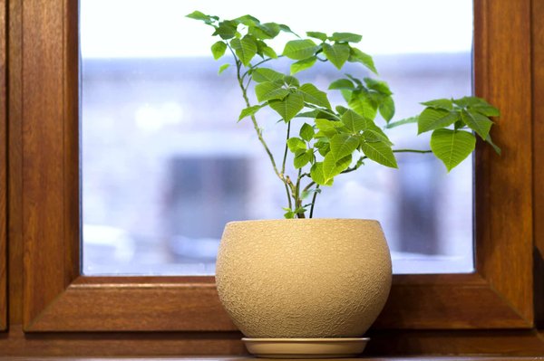 Fenêtres en bois vs fenêtres en PVC : quelle est la meilleure option ?